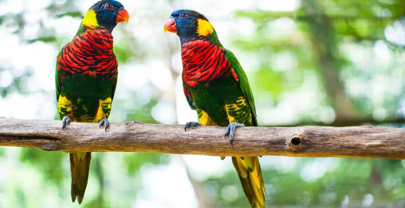 parc d'oiseau à Lyon.png