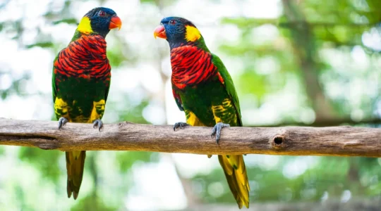 parc d'oiseau à Lyon.png
